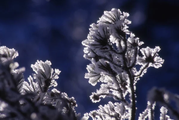 Krásná Zimní Krajina Sněhem — Stock fotografie