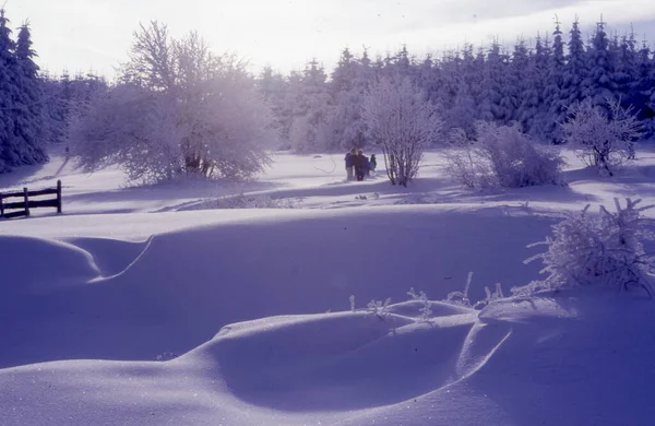 Bela Floresta Coberta Neve Hora Inverno — Fotografia de Stock