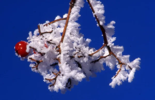 冬の森の雪に覆われた木の枝 — ストック写真