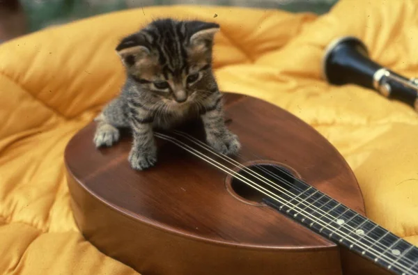 the cat playing with the guitar