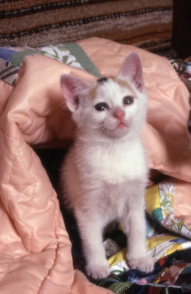 Cute Little Kitten Bed — Stock Photo, Image