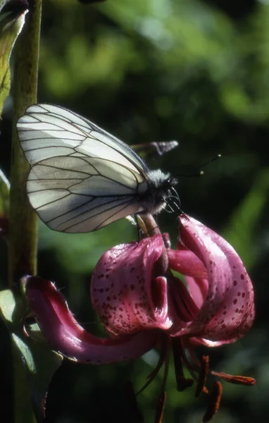 Beau Papillon Insecte Flore Faune — Photo