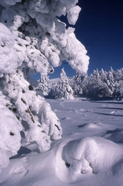 Árboles Cubiertos Nieve Bosque — Foto de Stock