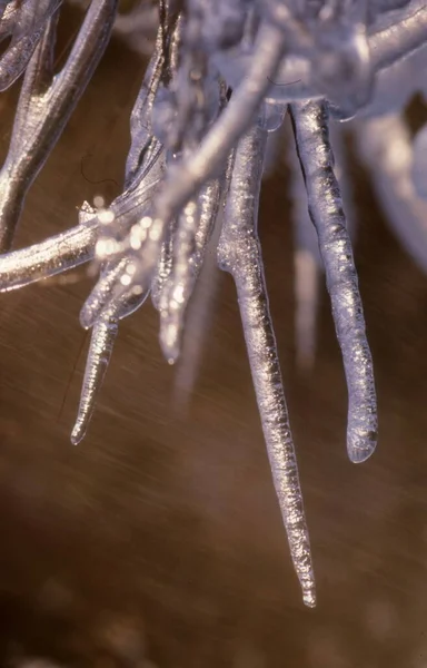 Fagyasztott Természetes Háttér Télen — Stock Fotó