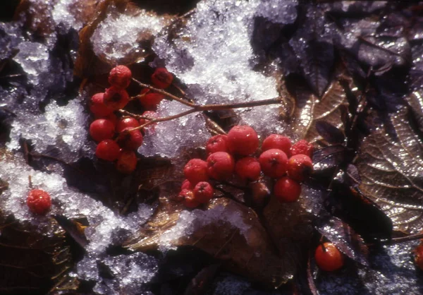 Frozen Red Berries Tree Branch — Stock Photo, Image