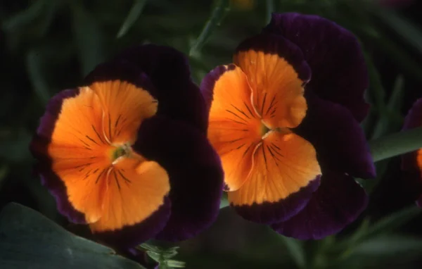 夏の庭の美しい色とりどりの花 — ストック写真