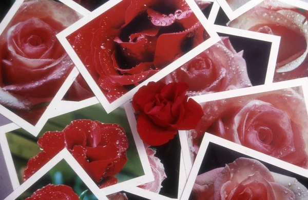 Krásné Červené Růže Skleněné Misce — Stock fotografie