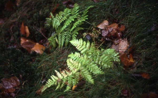 Muschio Verde Albero Nella Foresta — Foto Stock