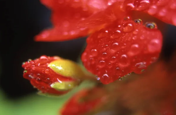 Fresa Roja Agua — Foto de Stock