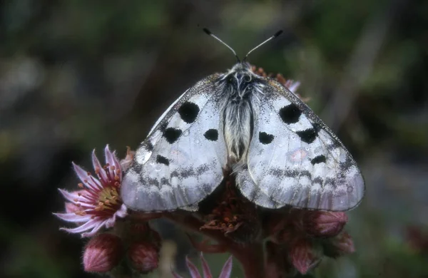Schöner Schmetterling Auf Einer Blume — Stockfoto