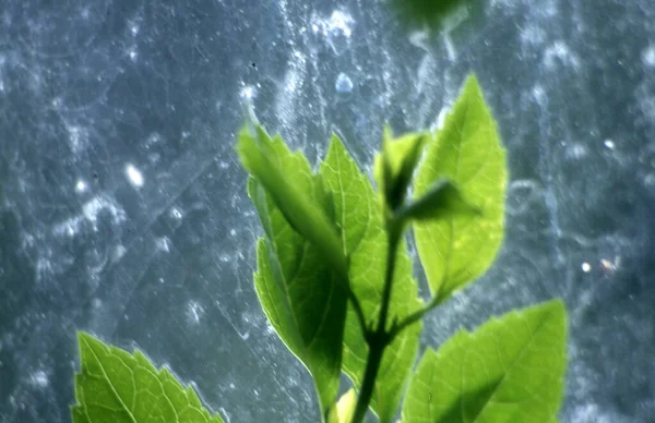 green leaves on a dark background