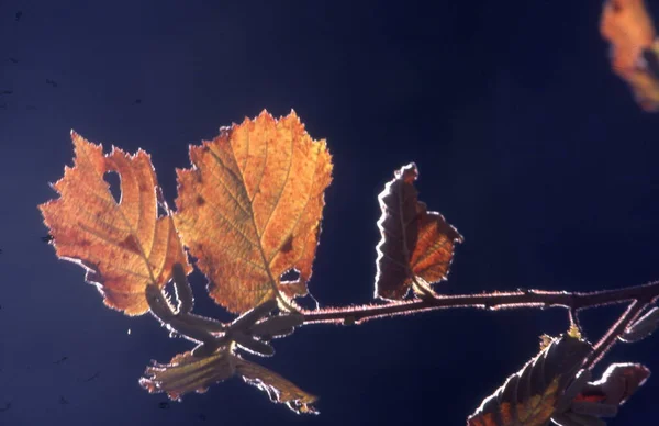 Autumn Leaves Tree — Stock Photo, Image