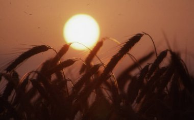 Buğday tarlası, bitki örtüsü ve doğa