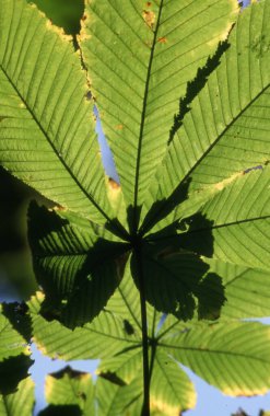 Ağaçtaki yeşil yapraklar