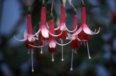 Kırmızı ve beyaz bir çiçeğe yaklaş