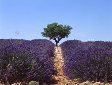 Tarlada lavanta çiçekleri