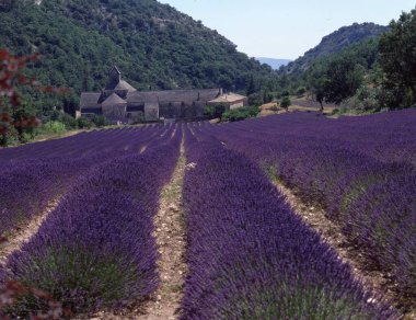 Provence, Fransa 'daki lavanta tarlası