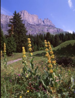 Dağlarda dağları olan güzel bir manzara.