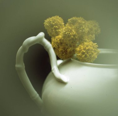 Güzel beyaz bir çiçeğin yakın çekimi.