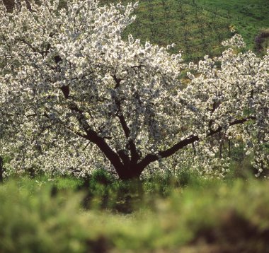 Bahçede güzel bahar çiçekleri