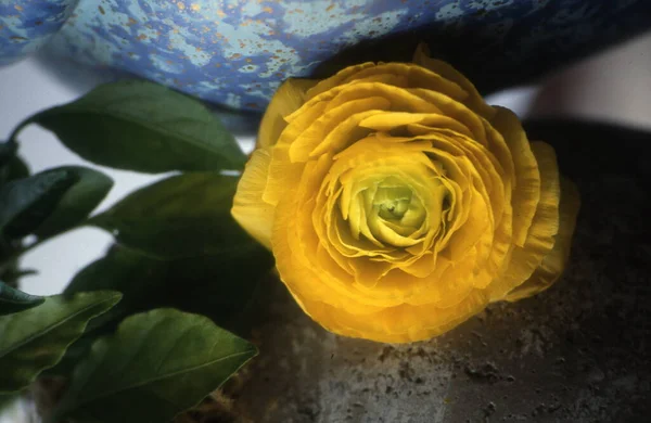 Beautiful Yellow Roses Garden — Stock Photo, Image
