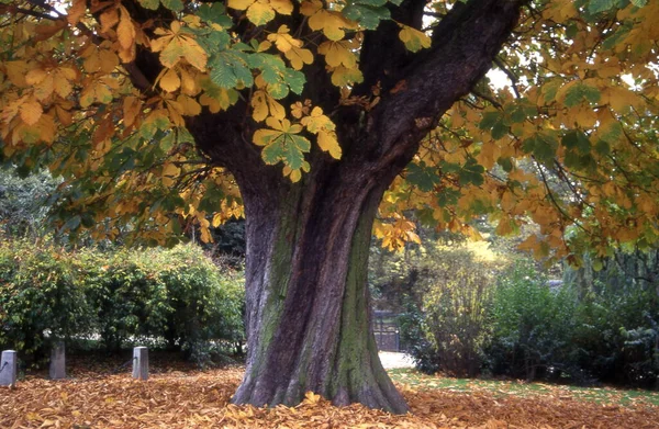 Ağaçlar Yapraklarla Dolu Sonbahar Manzarası — Stok fotoğraf