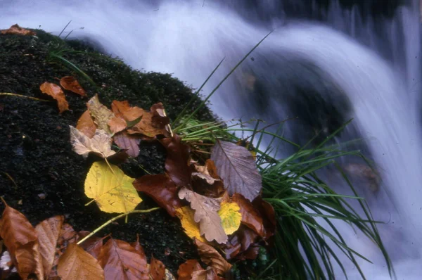 Krásné Podzimní Listí Zemi — Stock fotografie
