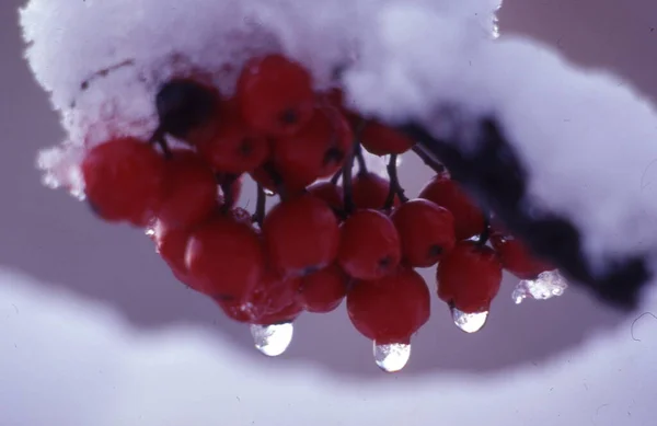 Gefrorene Rote Beeren Auf Einem Zweig Eines Baumes — Stockfoto