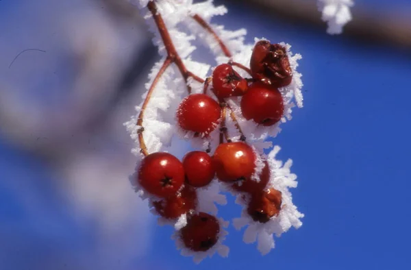 Rote Beeren Von Viburnum Schnee — Stockfoto