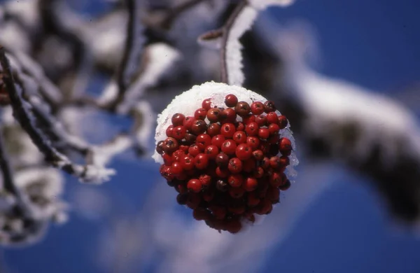 Gefrorene Rote Beeren Des Schnees — Stockfoto