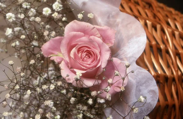 beautiful pink roses in a vase on a background of a white rose
