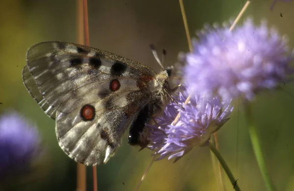 Mooie Vlinder Een Bloem — Stockfoto