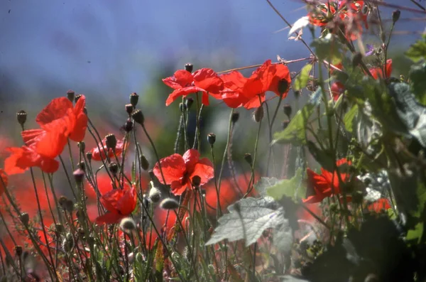 Red Poppies Garden — Stock Photo, Image