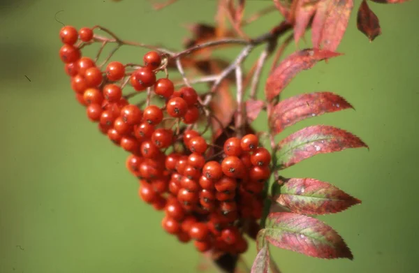 Red Berries Branch Tree — Stock Photo, Image
