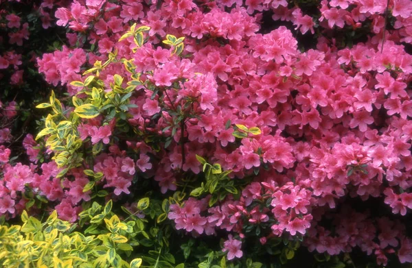 stock image beautiful pink flowers in the garden