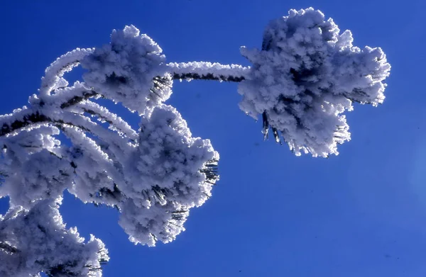 Paisagem Inverno Com Árvores Cobertas Neve — Fotografia de Stock