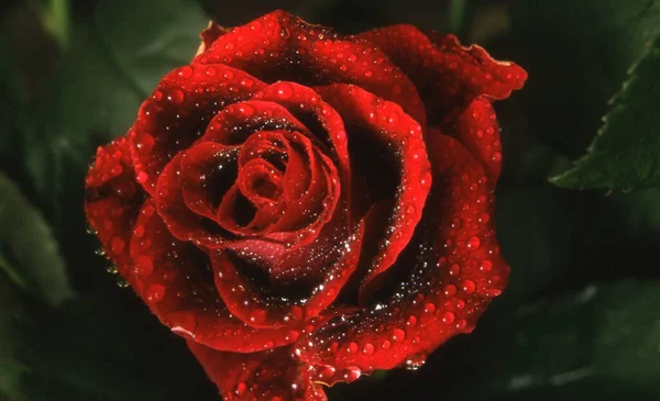 Piękna Róża Kroplami Rosy Zbliżenie — Zdjęcie stockowe