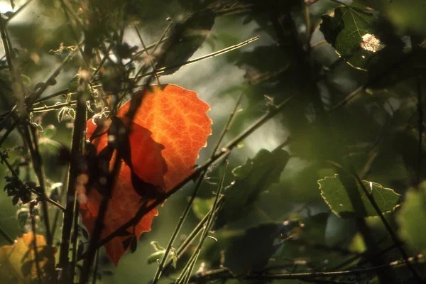 Красивые Осенние Листья Осенний Сезон — стоковое фото