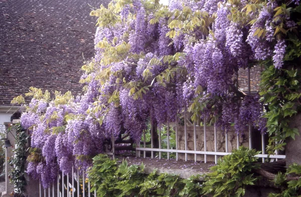 stock image beautiful flowers in the garden