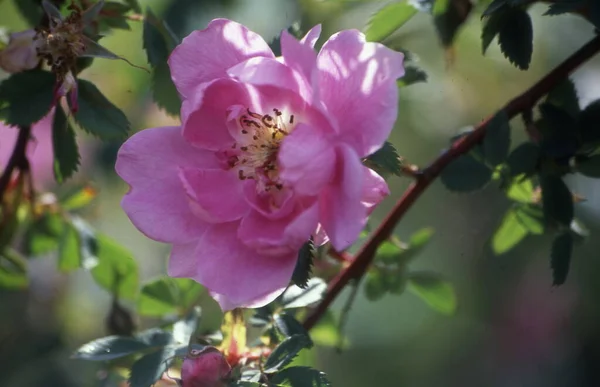 庭の枝にピンクの美しい花を咲かせ — ストック写真