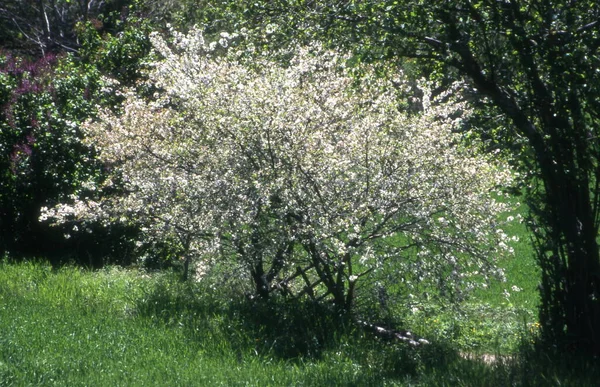 Äppelträd Trädgården — Stockfoto