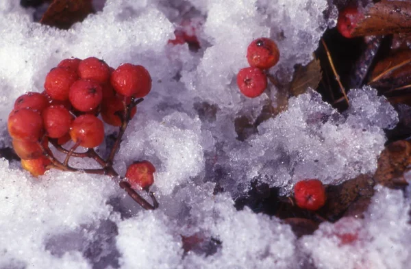 Rote Beeren Auf Schnee — Stockfoto