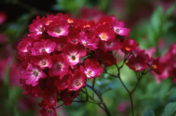 stock image beautiful flowers in the garden