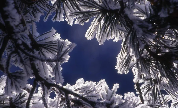 Karácsonyfa Ágak Fenyő Fagy Hópelyhek Tél Újév Szezonális Háttér — Stock Fotó