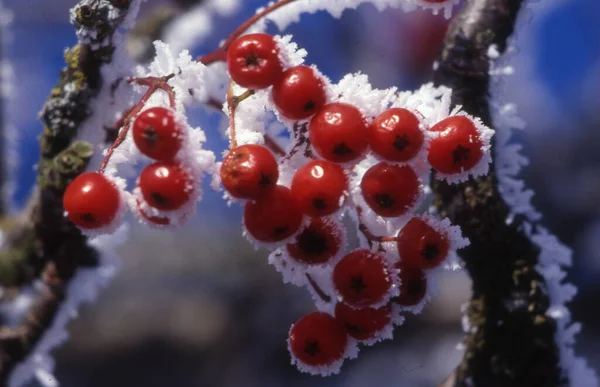 Gefrorene Rote Beeren Auf Einem Zweig Eines Baumes Winter — Stockfoto