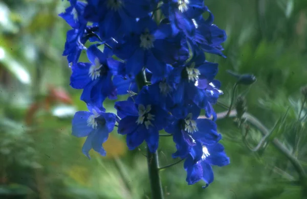 Niebieskie Kwiaty Ogrodzie — Zdjęcie stockowe