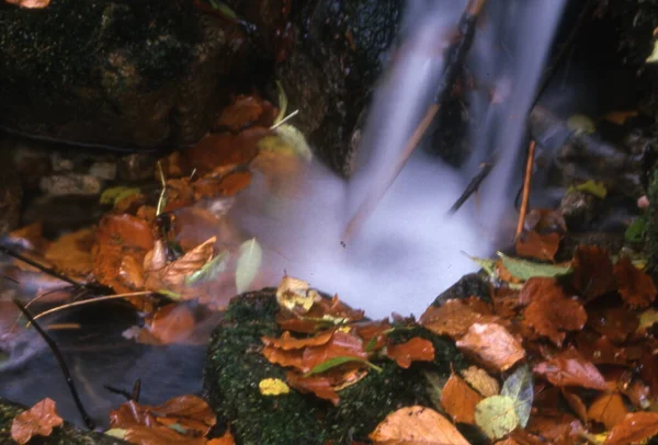 Podzimní Listí Lese Přírodní Série — Stock fotografie