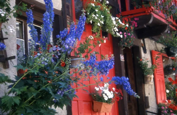 Όμορφα Λουλούδια Στο Δρόμο Της Πόλης — Φωτογραφία Αρχείου