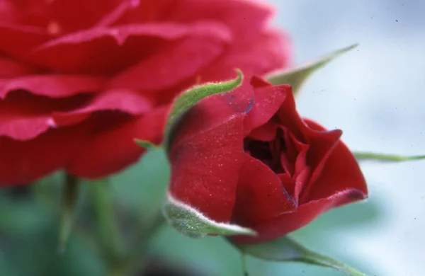 Yeşil Arka Planda Güzel Kırmızı Güller — Stok fotoğraf