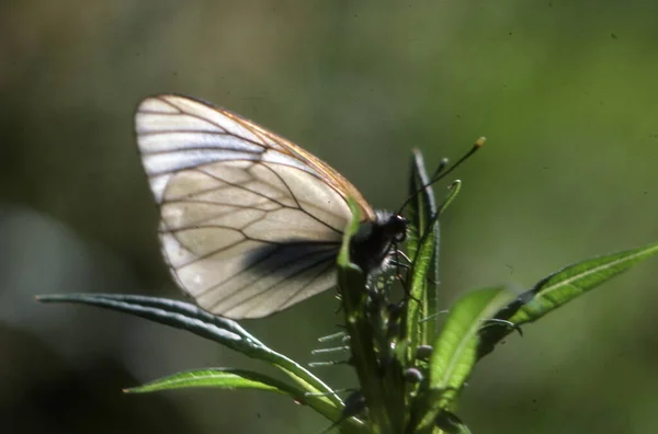 Nahaufnahme Einer Libelle Auf Einem Grünen Gras — Stockfoto